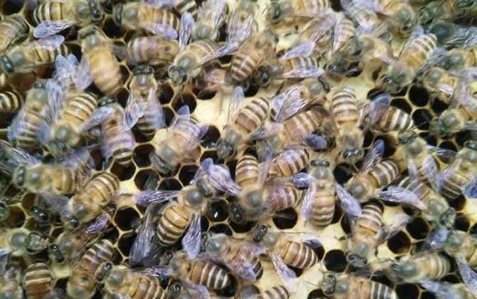 蜜蜂春季养殖