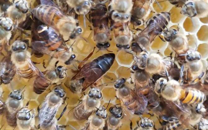 蜜蜂春季怎么繁殖最快？