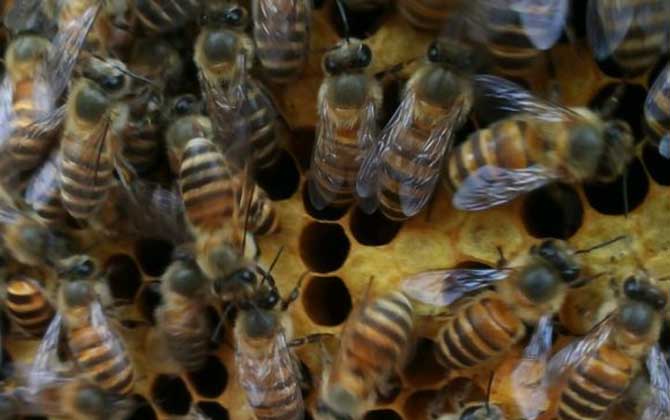 蜜蜂怎么奖励饲喂？