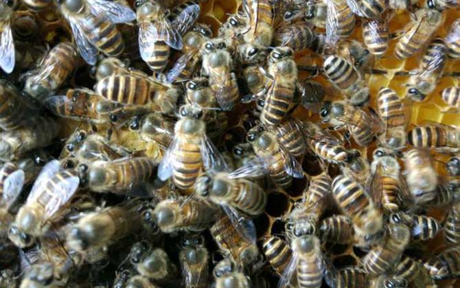 蜜蜂产多少蜜