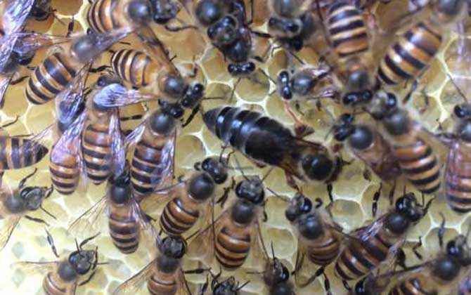 如何刺激中蜂蜂王产卵？