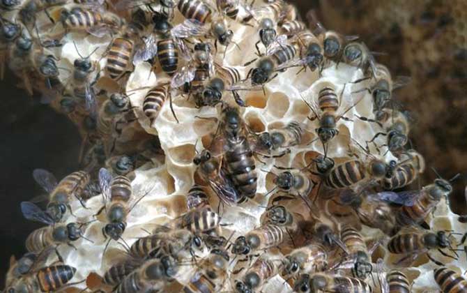 中蜂一脾蜂如何繁成强群？