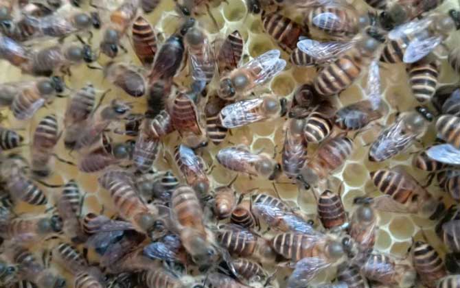 蜜蜂逃跑前有什么征兆？
