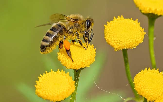 被蜜蜂蛰抹牙膏有用吗？