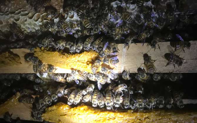 新收的蜜蜂怎么管理才好？