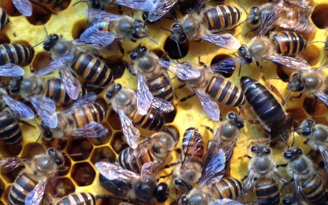 怎么引来蜜蜂自己养殖？