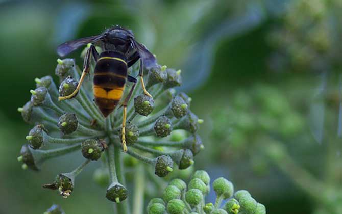 虎头蜂是益虫还是害虫？