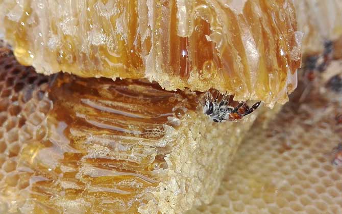 蜂蜜可以放在冰箱保存吗？