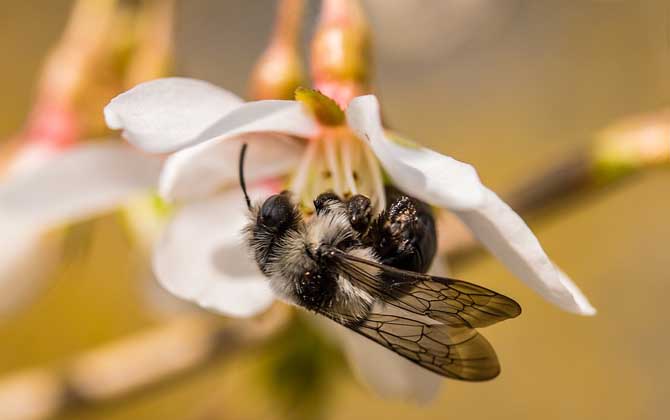养蜂人为什么都长寿？