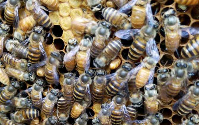 新手怎么才能养好蜜蜂？
