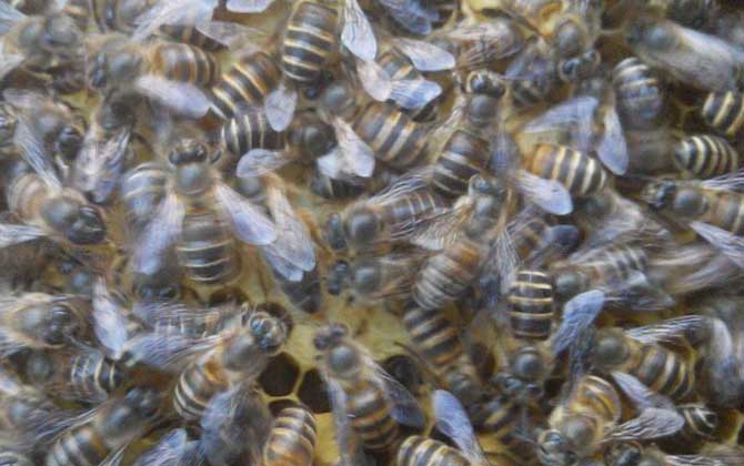 新手养蜂有哪些禁忌？