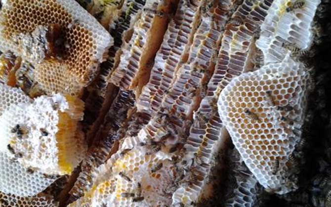 蜂巢的功效与作用及食用方法