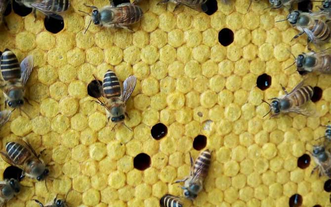 蜂巢为什么是六边形的？