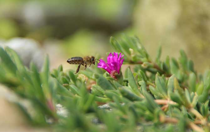 蜜蜂