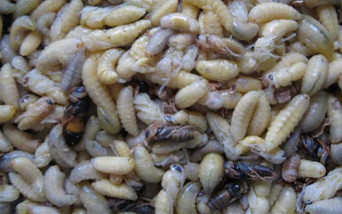 蜂蛹不能和什么一起吃？