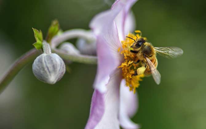 蜂群中工蜂吃什么食物？