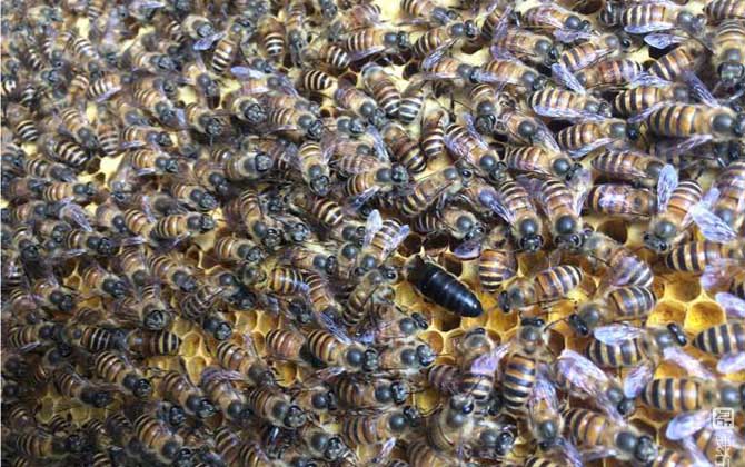 秋季怎么管理好蜂群？