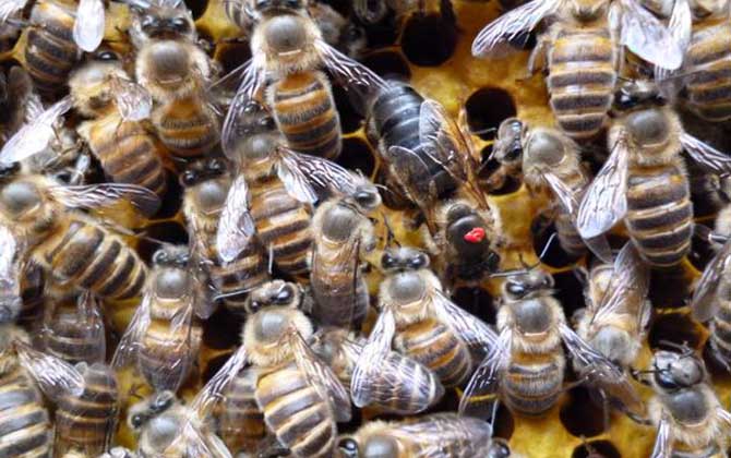 雄蜂是蜂王产卵发育的吗？