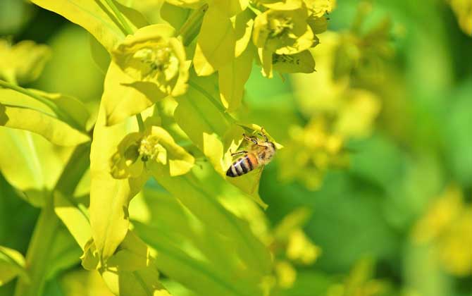 蜜蜂毒是酸性还是碱性？