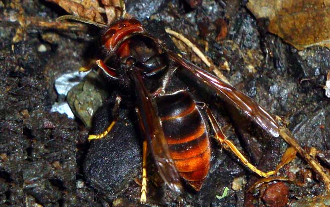 黄脚虎头蜂的毒性强吗？