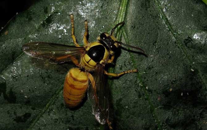 黑盾胡蜂的毒性大吗？