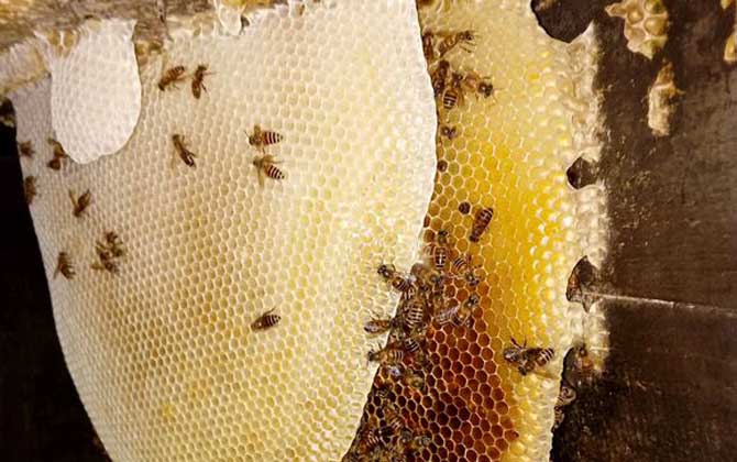 蜂窝对蜜蜂有什么作用？
