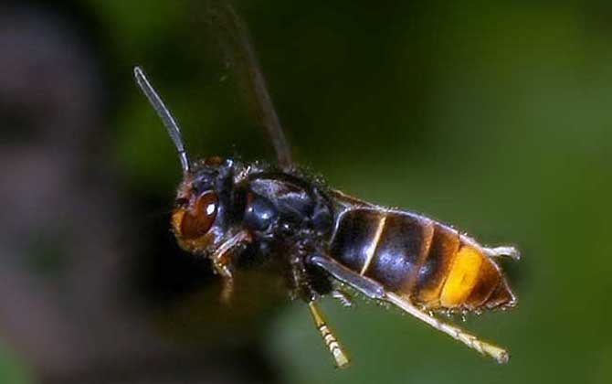 墨胸胡蜂真的能蛰死人吗？