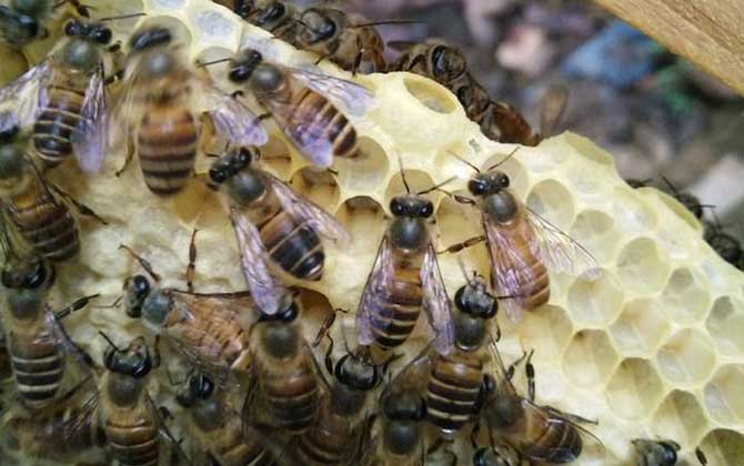 一箱蜜蜂一年能繁殖几次？