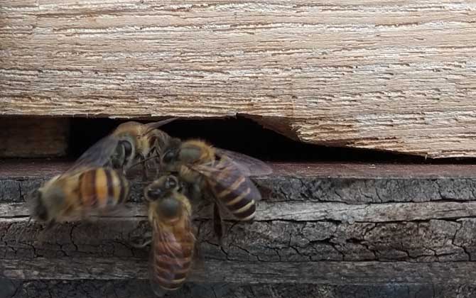 如何诱捕别人家的蜜蜂？
