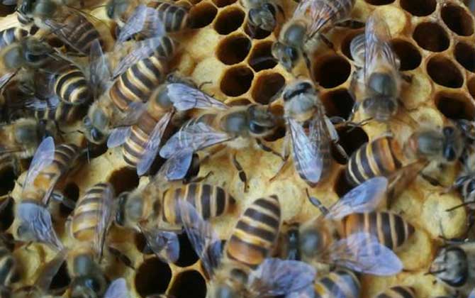 冬天养蜂怎么保温才正确？