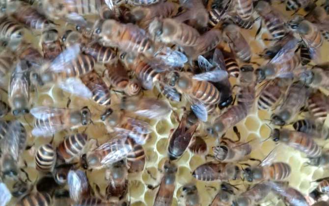 冬季养蜂多少天喂一次？