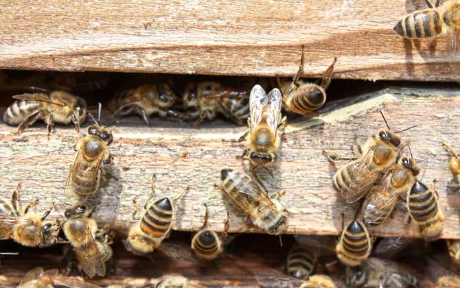 蜜蜂怎么合群不会打架？