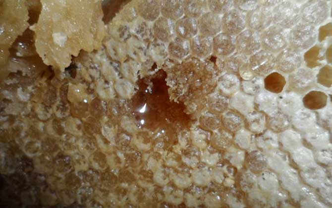 蜂巢蜜是怎么形成的？