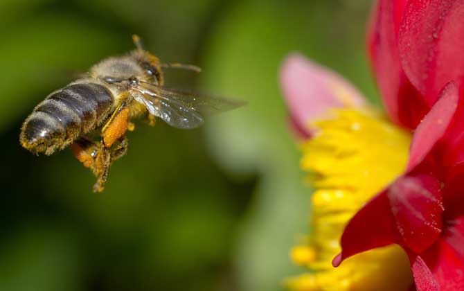 蜂毒真的有美容效果吗？
