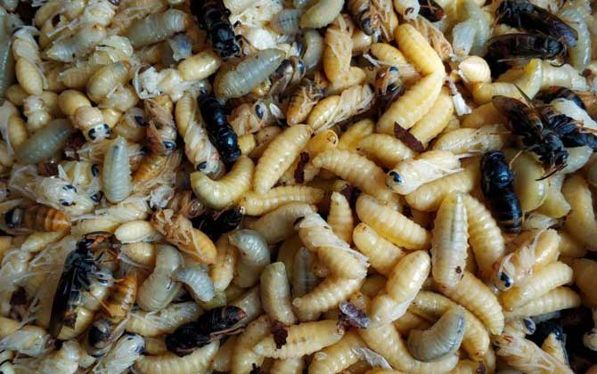 吃蜂蛹过敏了怎么办？
