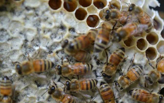 蜂巢蜜是怎么生产的？