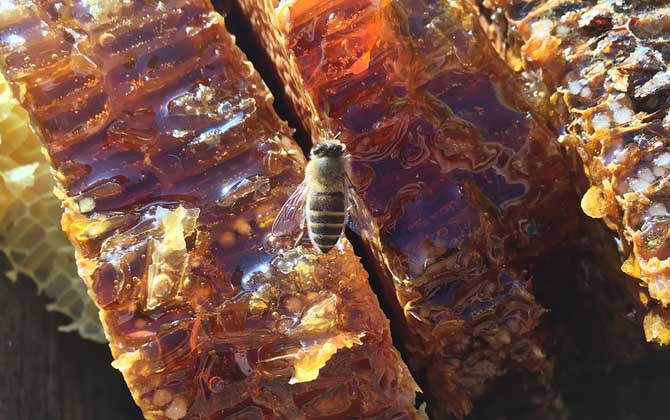 蜂巢蜜里的蜂蜡能吃吗？