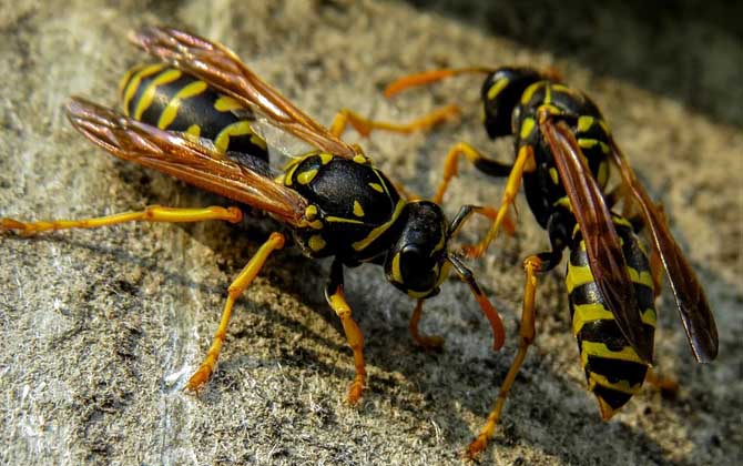 马蜂毒是酸性还是碱性？