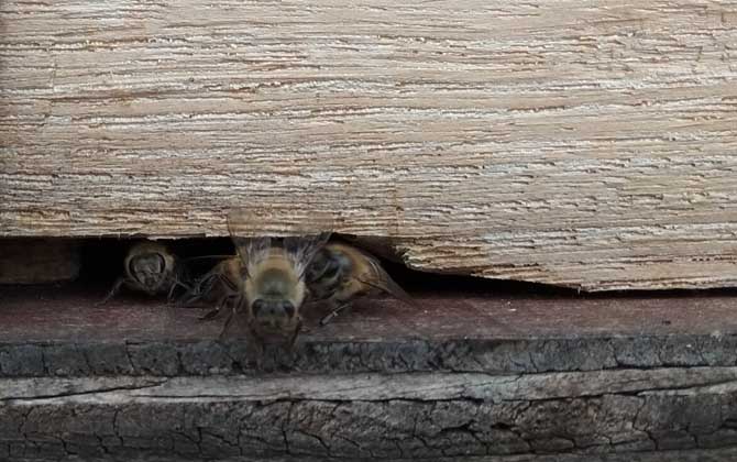 为什么蜂箱口很多死蜂？