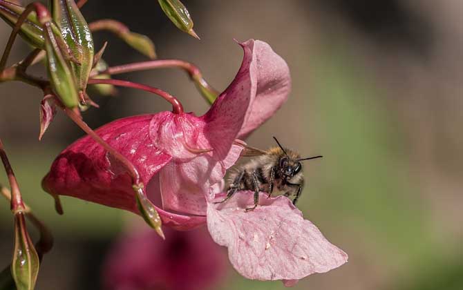 蜜蜂