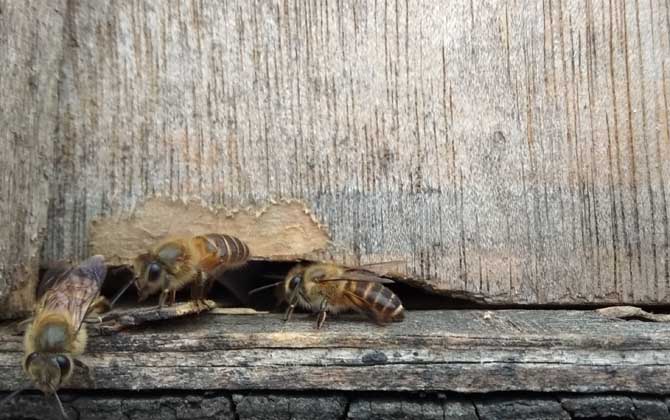 冬天蜜蜂出来飞怎么办？