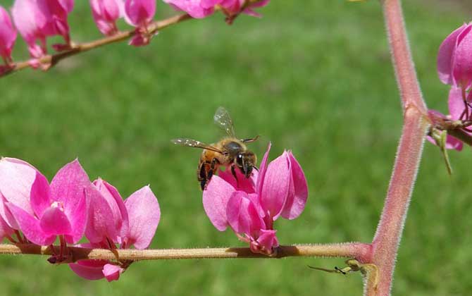 蜜蜂的外形特点和生活特征 蜜蜂的外形特点和生活特征的作文