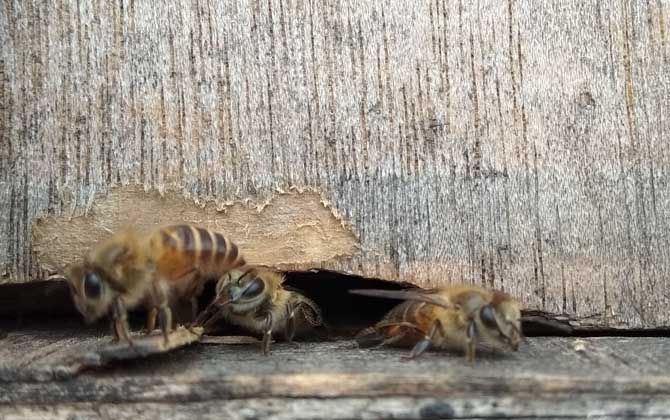 投资2万养蜜蜂有多少利润？