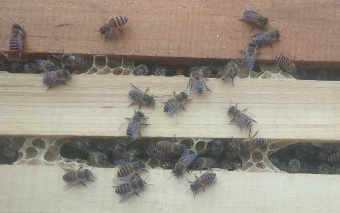 养蜂