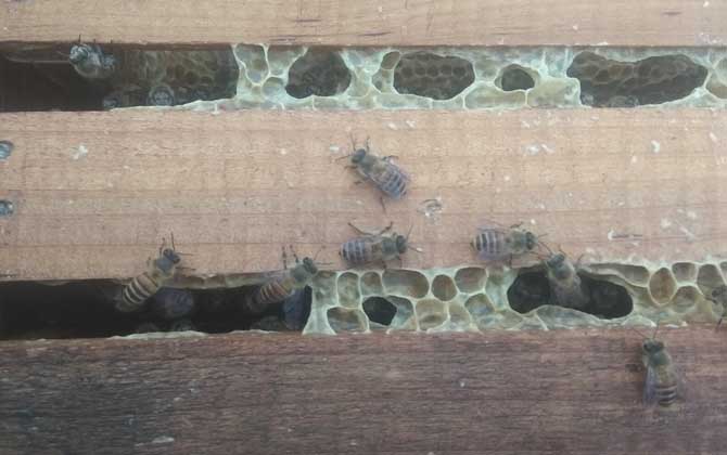 养50箱中华蜜蜂能赚多少钱？