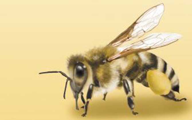 印度蜜蜂