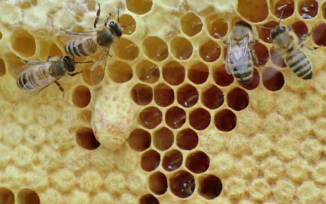 蜂王产卵多少天出工蜂？