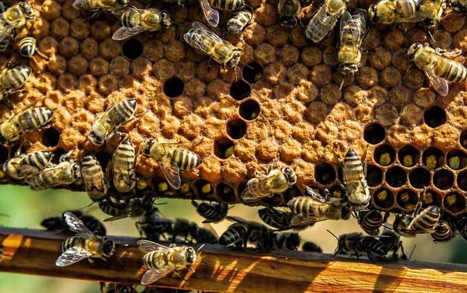 蜂群中雄蜂太多是什么原因？