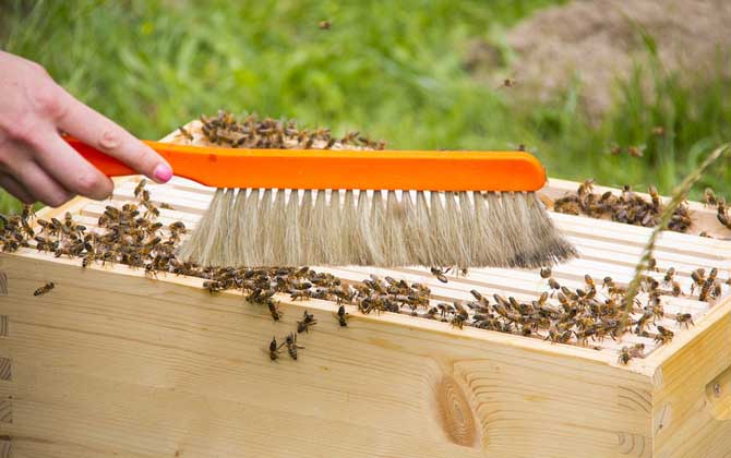 在哪里可以学养蜂技术？