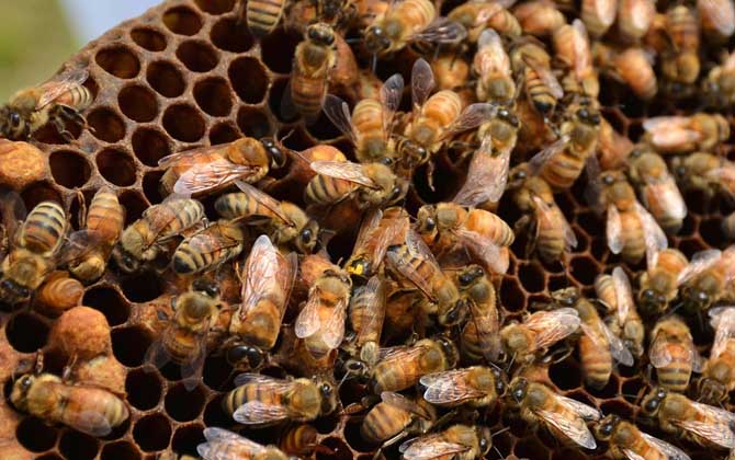 蜜蜂什么时候造王台？